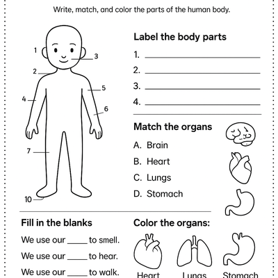 Human Body Worksheets Activity Sheet thumbnail